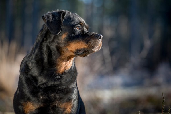 Rottweiler de perfil
