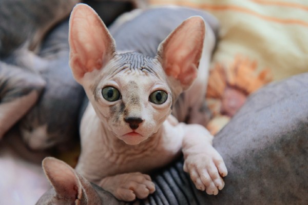 Sphynx olhando para a câmera