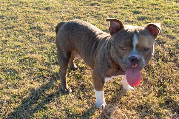 cachorro American Bully