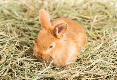 Feno para coelhos: o que é e como oferecer