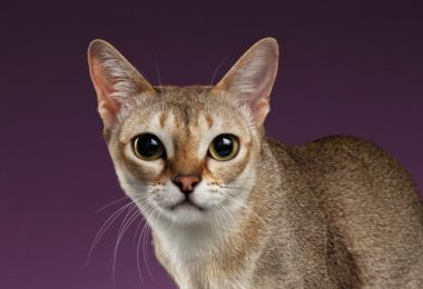Raças de gato pequeno: conheça as mais populares!