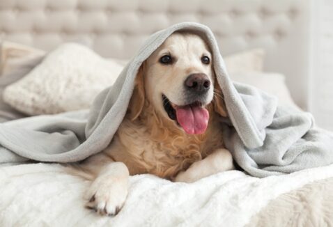 Cachorro sente frio? Veja cuidados com os pets no inverno