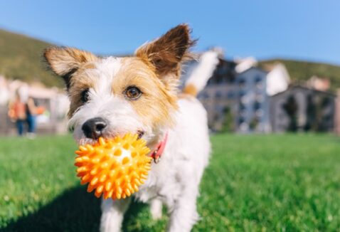 Cachorro brincando: a importância da brincadeira para os pets