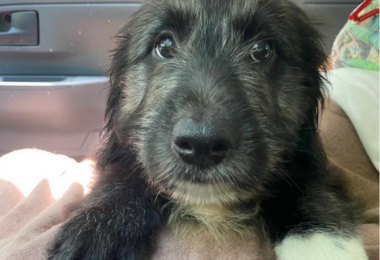 Cachorro devolvido para ONG é adotado por CAPS e ganha crachá