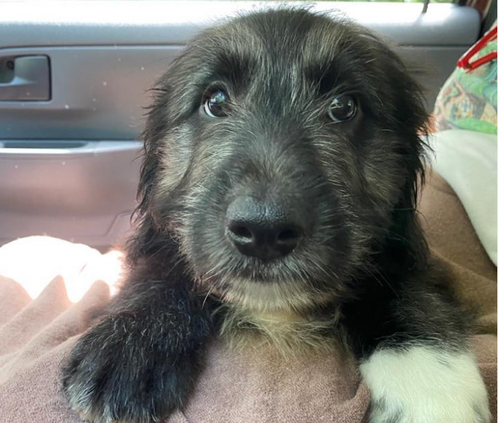 Cachorro devolvido para ONG é adotado por CAPS e ganha crachá