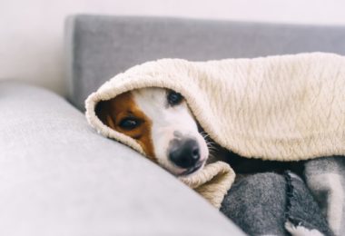 5 produtos para proteger seu cachorro do frio