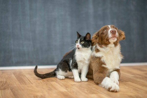 O que é pedigree?
