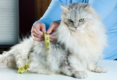 Obesidade em pets – estudo mostra ligação com fatores genéticos