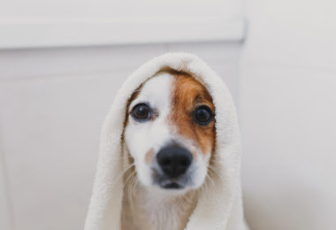 6 opções de banho a seco para cachorro