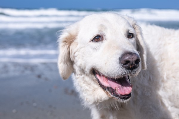 Kuvasz na praia