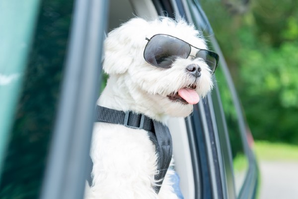 Raças de cachorro branco