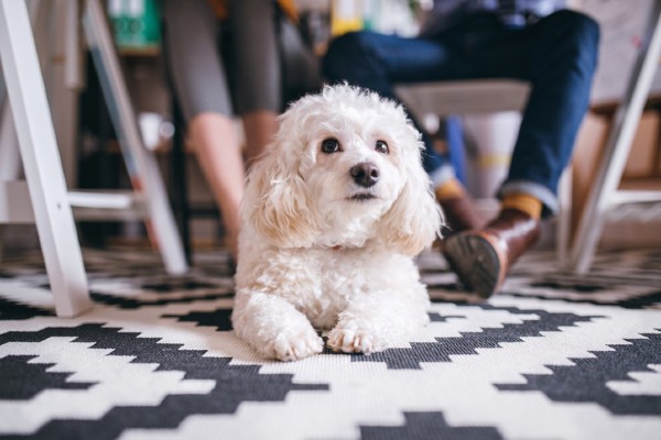 Poodle branco