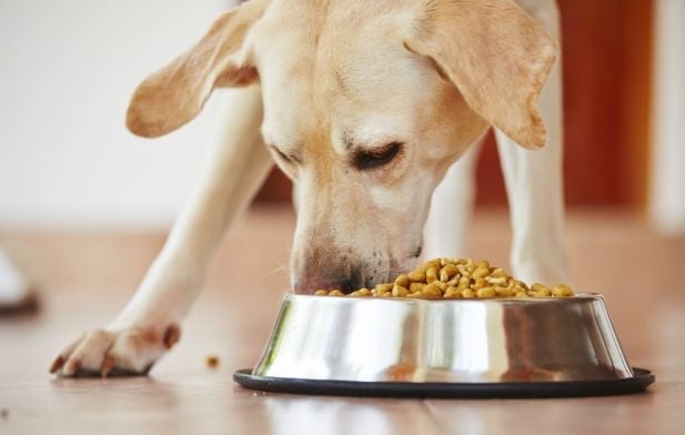 Dieta natural com ração é possível?