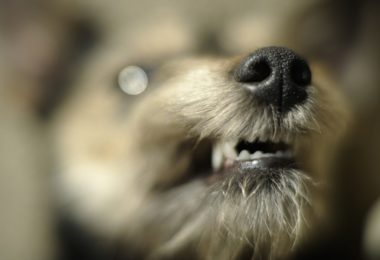 Raiva canina: como cachorro pega raiva?