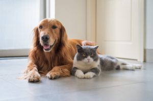 cachorro e gato deitados juntos no chão