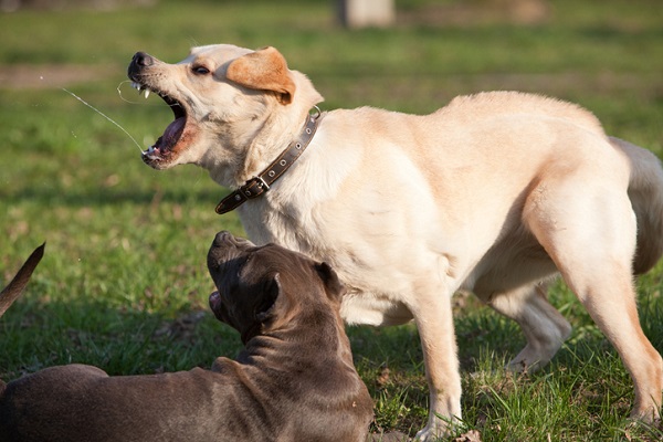 Dois cachorros latindo