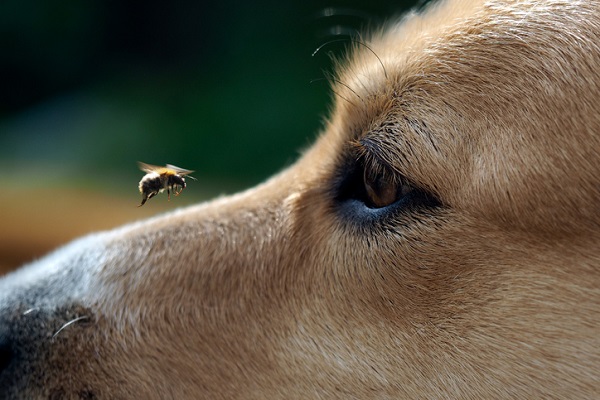 Uma única picada de abelha pode ser capaz de matar um ser humano, diz  veterinário