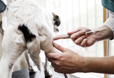 Após caso de cão com raiva, Caxias inicia vacinação antirrábica
