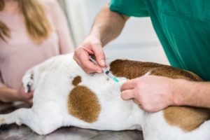 Cachorro tomando vacina antirrabica