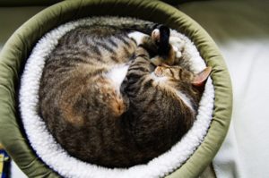 gato dormindo em uma caminha para gatos