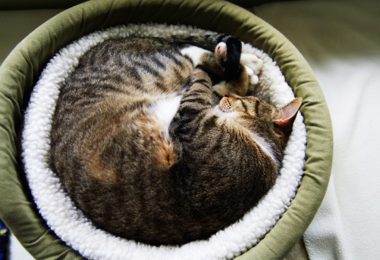 Tipos de cama para gato