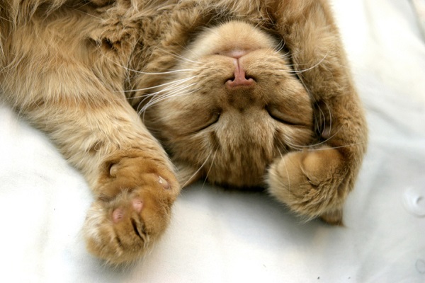 gato dormindo de barriga para cima