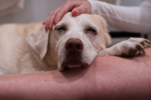 cachorro sendo acariciado