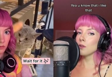 Cantora cria música a partir do miado de um gato