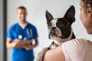 Cachorro em uma consulta no médico veterinário
