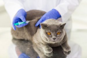 gato tomando vacina antirrábica