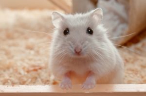 hamster dentro de uma gaiola