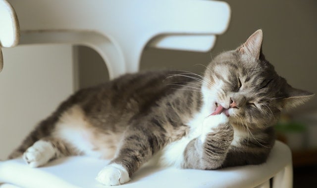 Gato pode tomar banho?