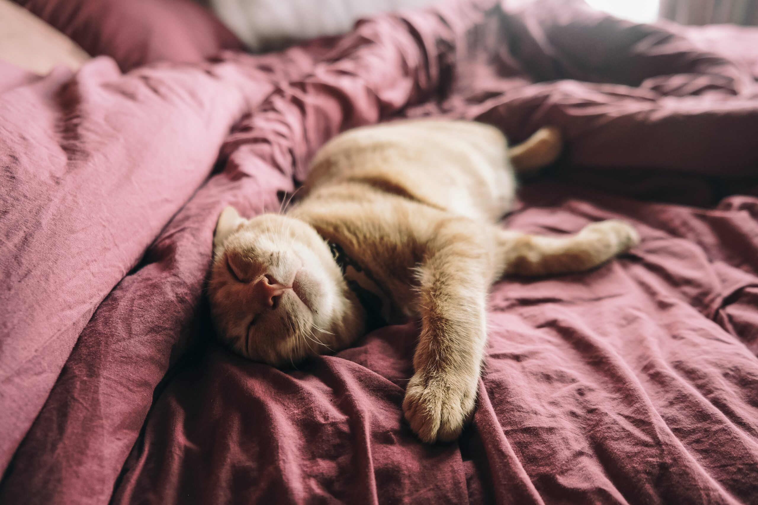 Remédio de verme para gato: como e quando dar