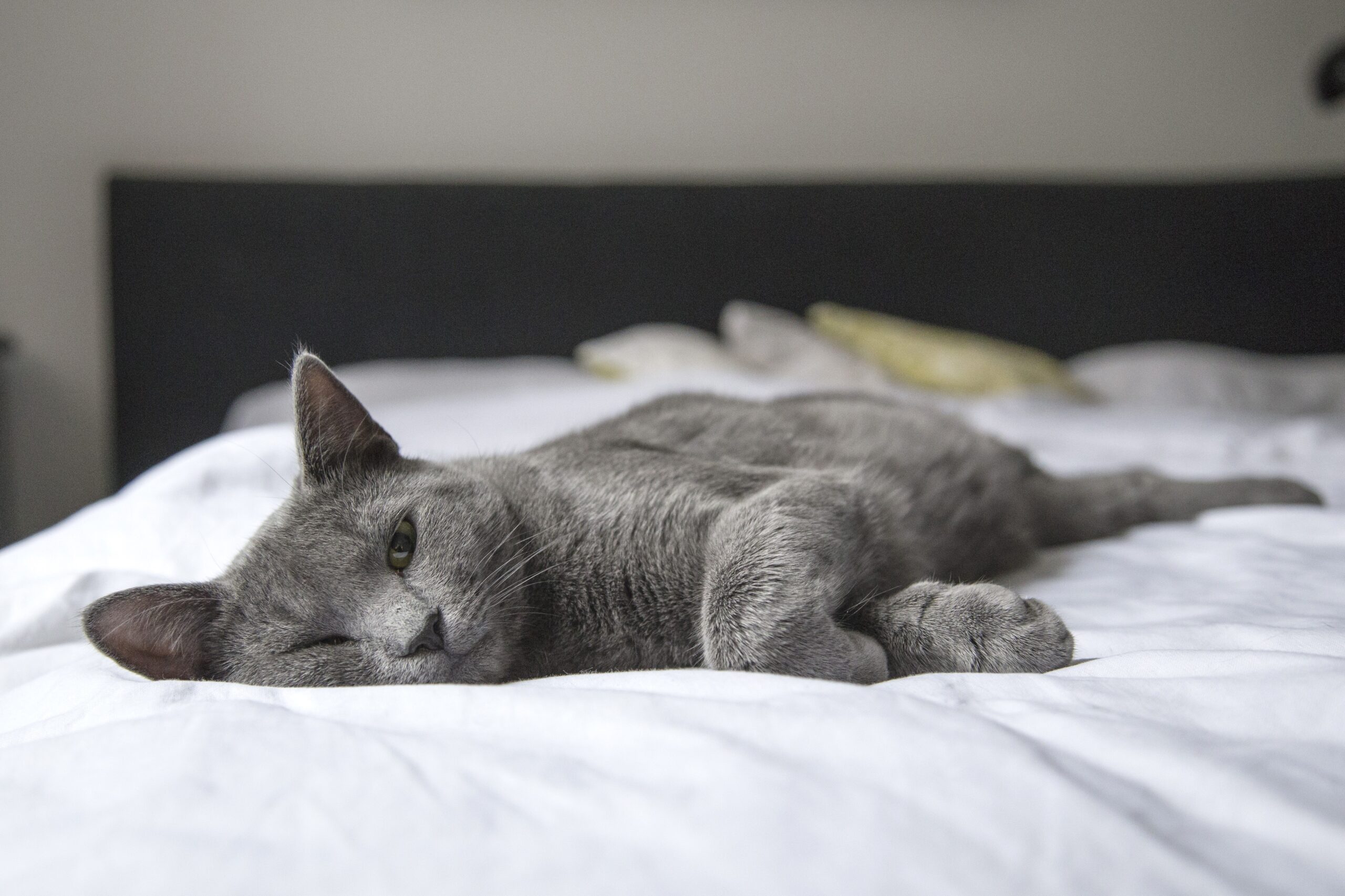FIV e Felv – Tudo o que você precisa saber