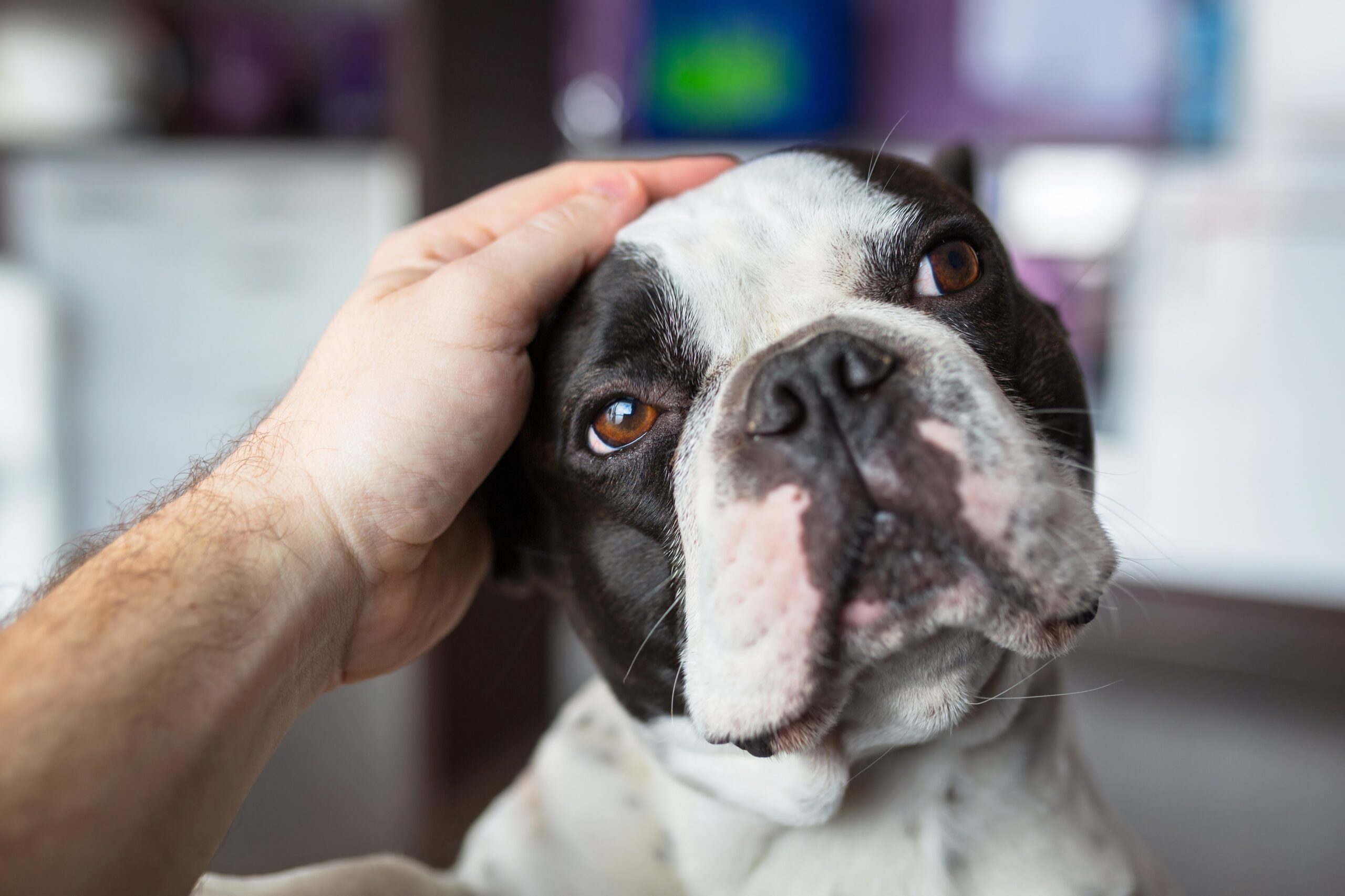 Tipos de vermífugos para cães