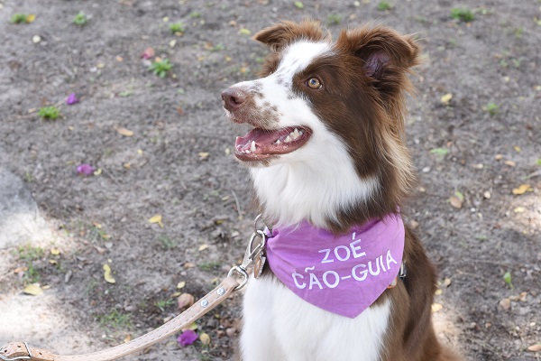 Zoé, a primeira Border Collie cão-guia, sentada em uma praça
