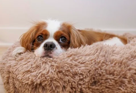 Por que não usar o anticoncepcional para cachorro? Entenda os perigos