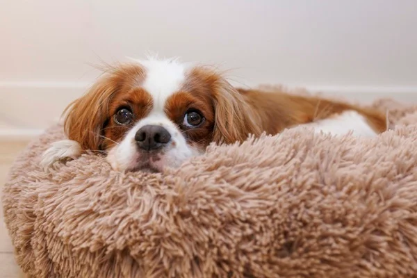 Por que não usar o anticoncepcional para cachorro? Entenda os perigos