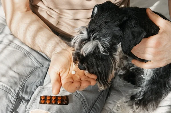 Cachorro tomando anticoncepcional