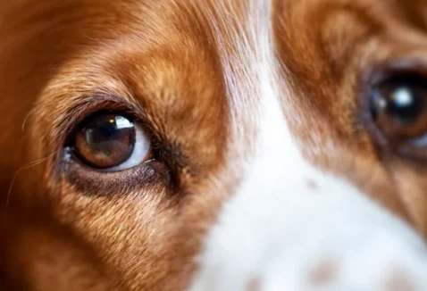 Olho do cachorro lacrimejando: causas e tratamentos