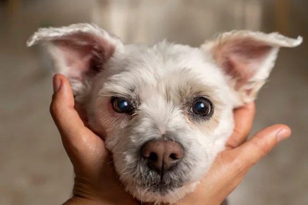 Cachorro branco.
