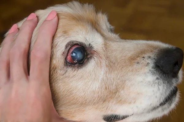Olho do cachorro lacrimejando