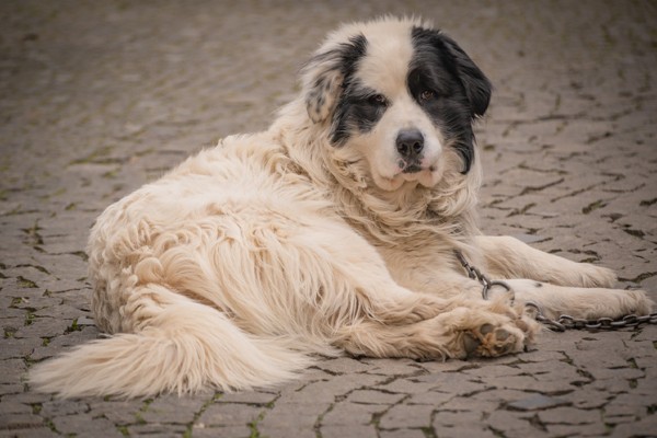 Cão dos Pirineus deitado