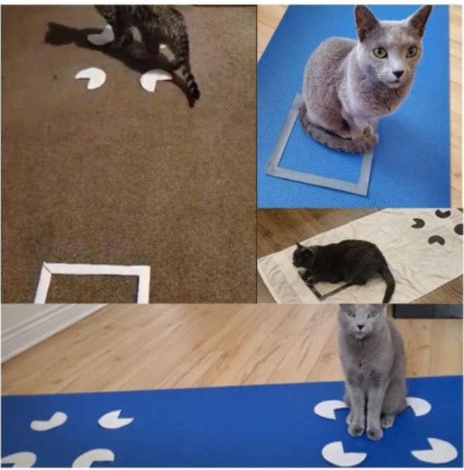 Gato passando pelo teste das formas