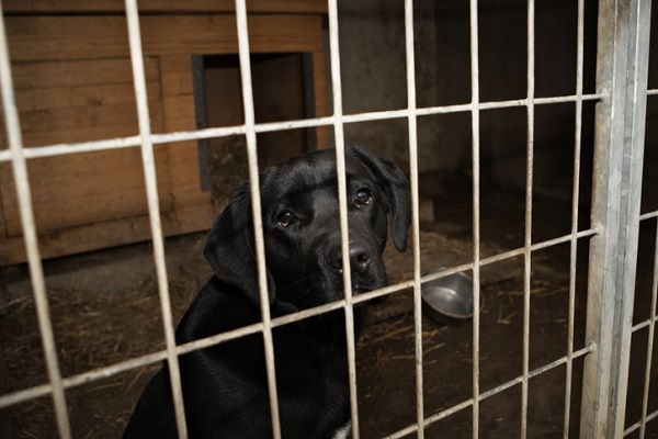 Cachorro em um abrigo