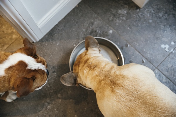 dois cachorros comendo ração úmida