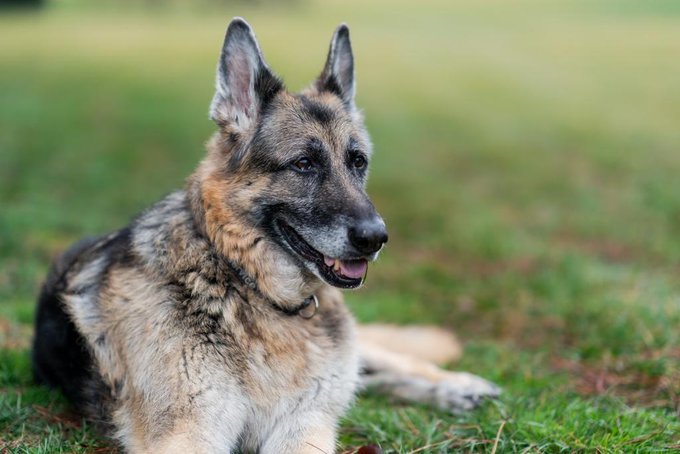 Morre Champ, cachorro de Joe Biden
