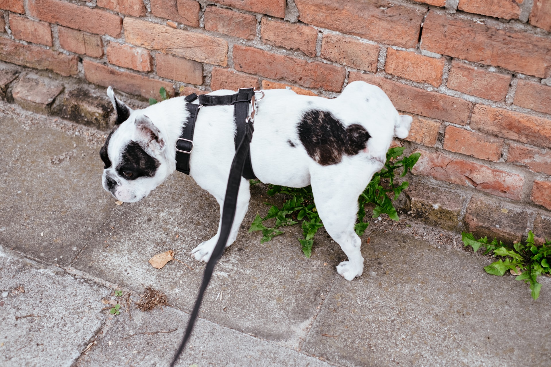 Tapete higiênico para cachorro: saiba como escolher e utilizar