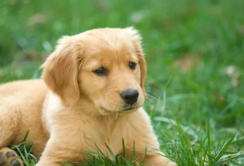5 opções de vermífugo para cachorro filhote