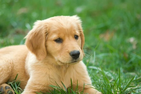 5 opções de vermífugo para cachorro filhote
